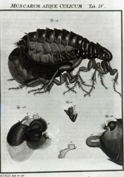 Table IV of Flies and Fleas